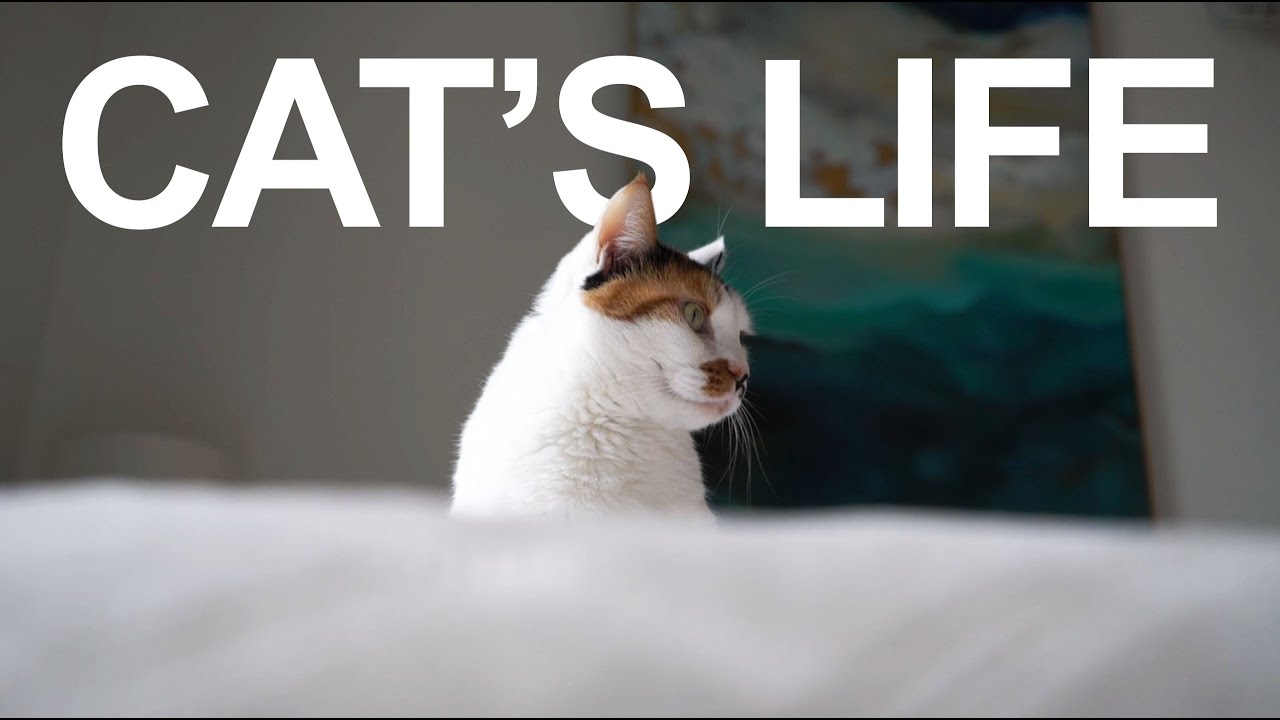 Cat’s Life short film by director and filmmaker Luis Portas de Ibérico Nogueira